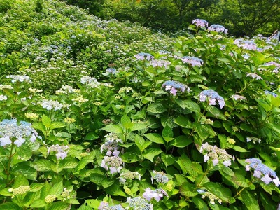 青海島・紫陽花の沢3.jpg