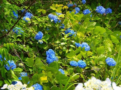 青海島・紫陽花の沢4.jpg