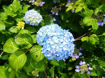 青海島・紫陽花の沢6.jpg