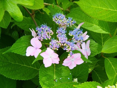 青海島・紫陽花の沢7.jpg