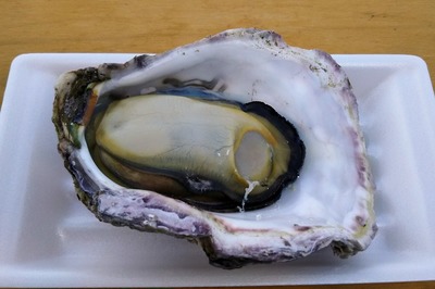 青海島岩がき「せむらかき」3.jpg