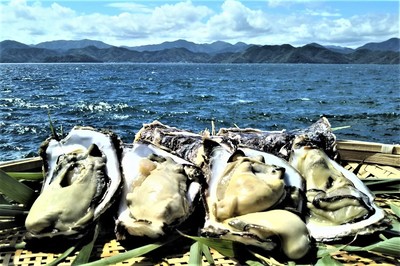 青海島岩牡蠣1.jpg