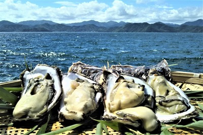 青海島岩牡蠣1.jpg