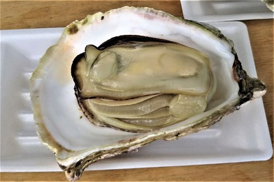 青海島岩牡蠣2.jpg