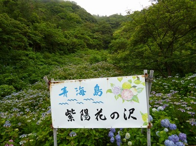 青海島紫陽花の沢.jpg
