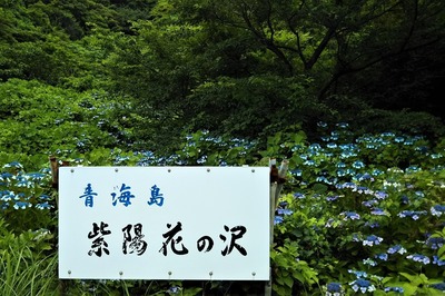 青海島紫陽花の沢1.jpg