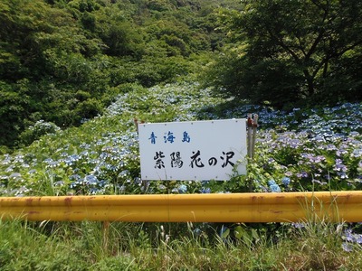 青海島紫陽花の沢1.jpg