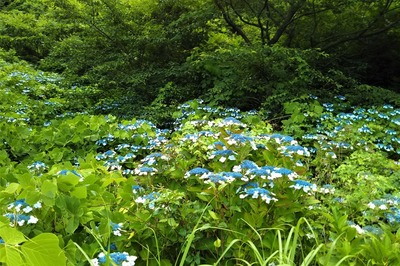 青海島紫陽花の沢2.jpg
