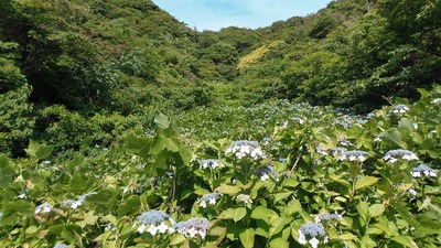 青海島紫陽花の沢2.jpg