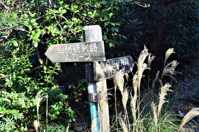 青海島自然研究路・コースの道標.jpg