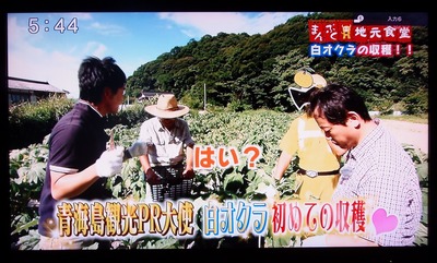 青海島観光PR大使白オクラ初めての収穫.jpg