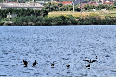 青海湖の野鳥1.jpg