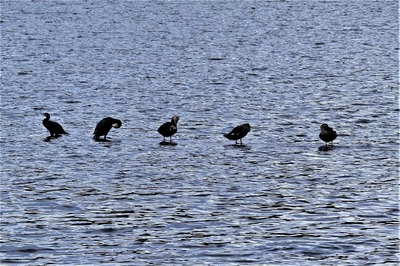 青海湖の野鳥2.jpg