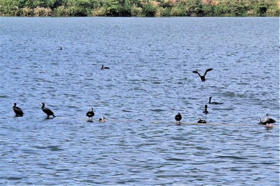 青海湖の野鳥2.jpg