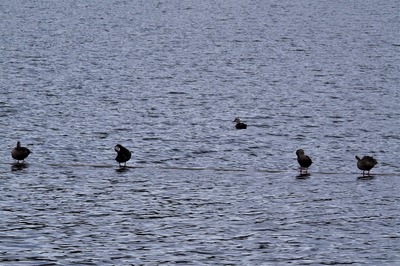 青海湖の野鳥3.jpg