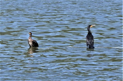 青海湖の野鳥3.jpg