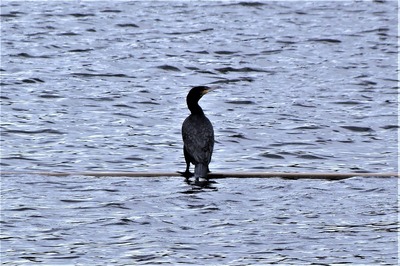 青海湖の野鳥4.jpg