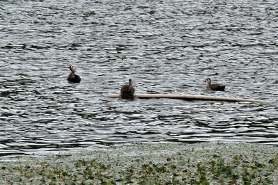 青海湖の野鳥5.jpg