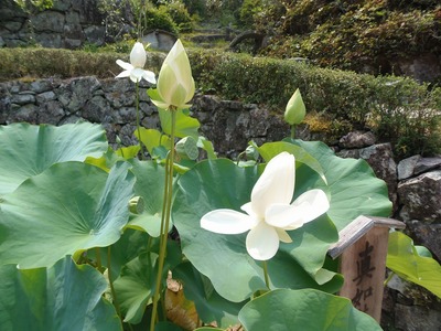 青蓮1.jpg