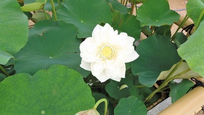 青蓮1.jpg