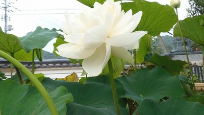 青蓮2.jpg