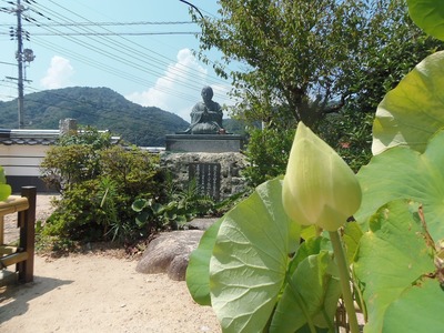 青蓮3.jpg