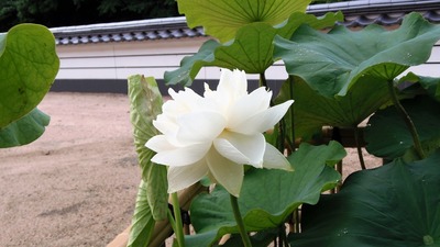 青蓮3.jpg