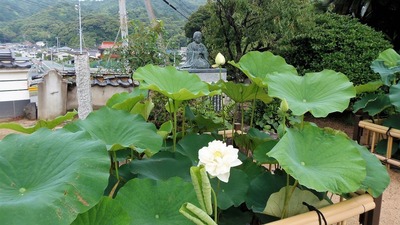 青蓮4.jpg