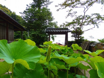 青蓮と山門.jpg
