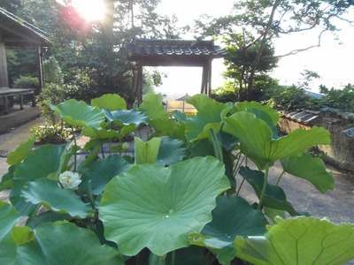 青蓮田.jpg
