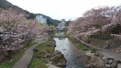 音信川と桜.jpg