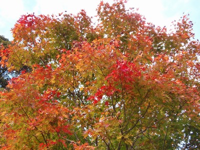 須賀社の紅葉3.jpg