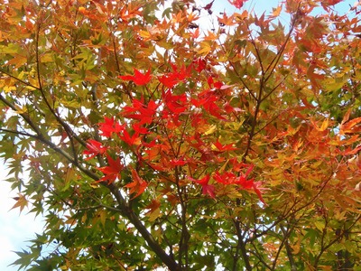 須賀社の紅葉4.jpg