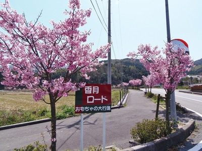 香月ロードの陽光桜1.jpg