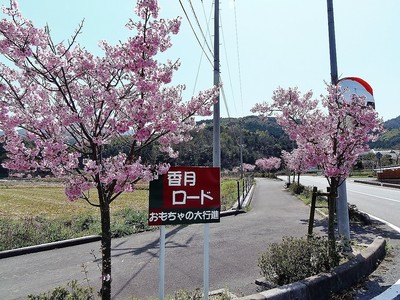 香月ロードの陽光桜2.jpg