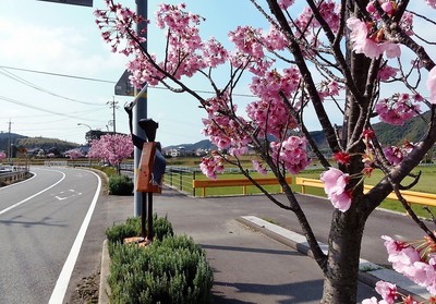 香月ロードの陽光桜3.jpg