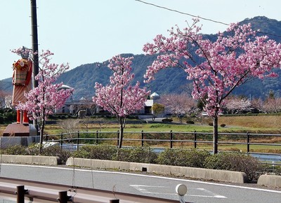 香月ロードの陽光桜4.jpg