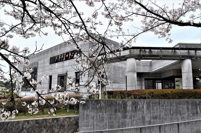 香月泰男美術館の桜3.jpg