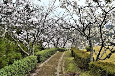 香月泰男美術館の桜4.jpg