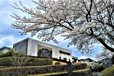 香月泰男美術館の満開の桜1.jpg