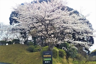 香月泰男美術館の満開の桜2.jpg