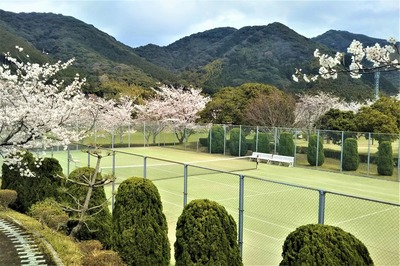 香月泰男美術館の満開の桜4.jpg
