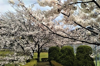 香月泰男美術館の満開の桜5.jpg