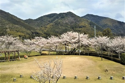 香月泰男美術館の満開の桜7.jpg
