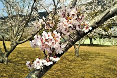 香月泰男美術館の満開の桜8.jpg