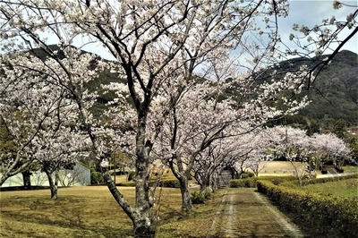 香月泰男美術館の満開の桜9.jpg