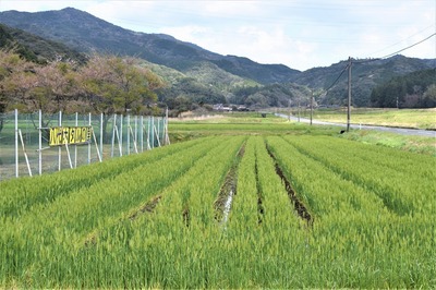 麦の穂1.jpg