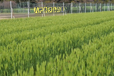 麦の穂3.jpg