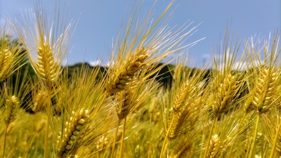 麦畑1.jpg