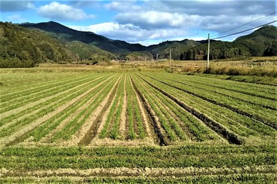 麦畑2.jpg